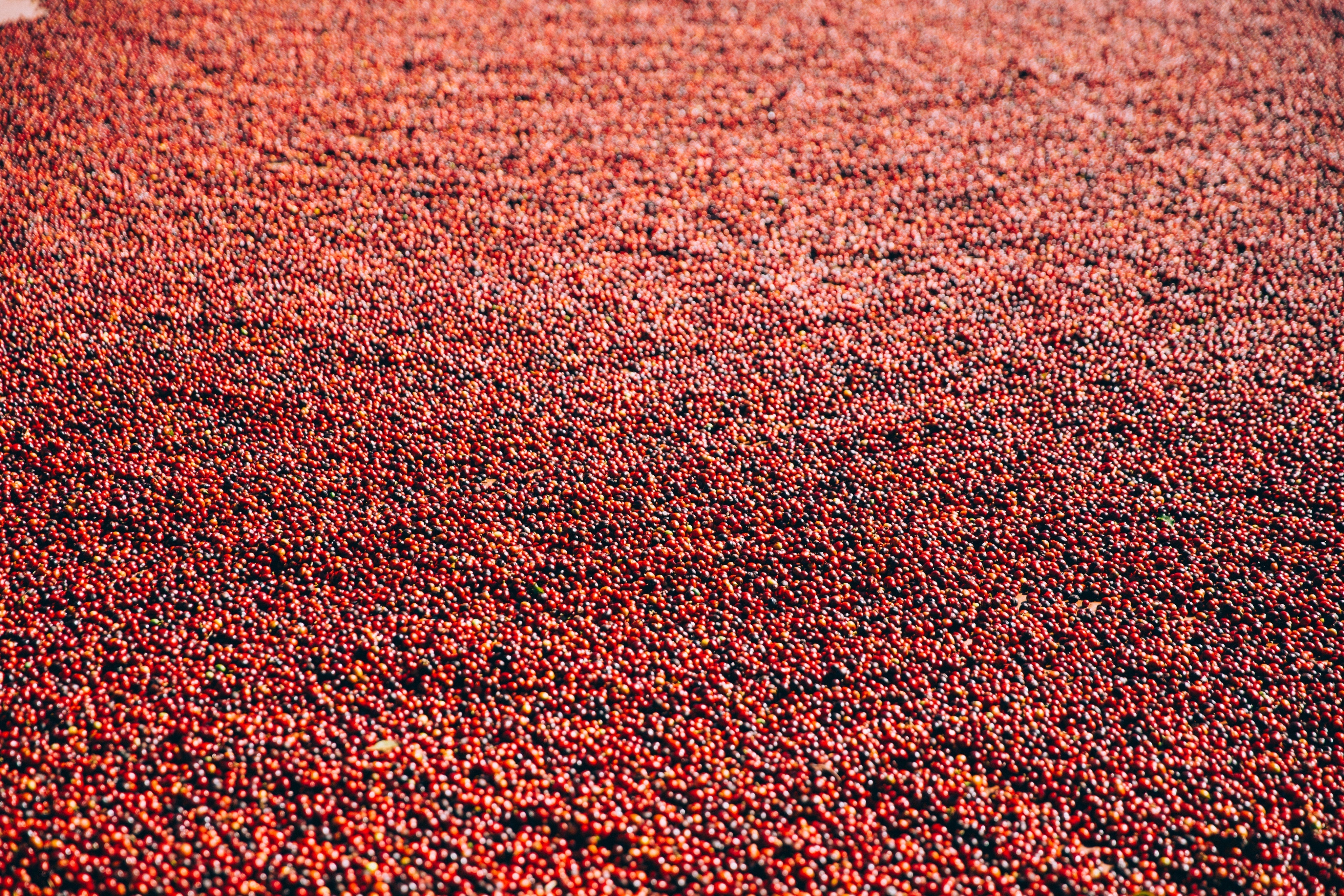 XUCHIT - ETHIOPIA