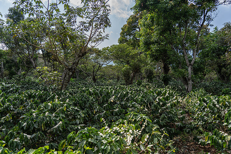 XOCOT - EL SALVADOR