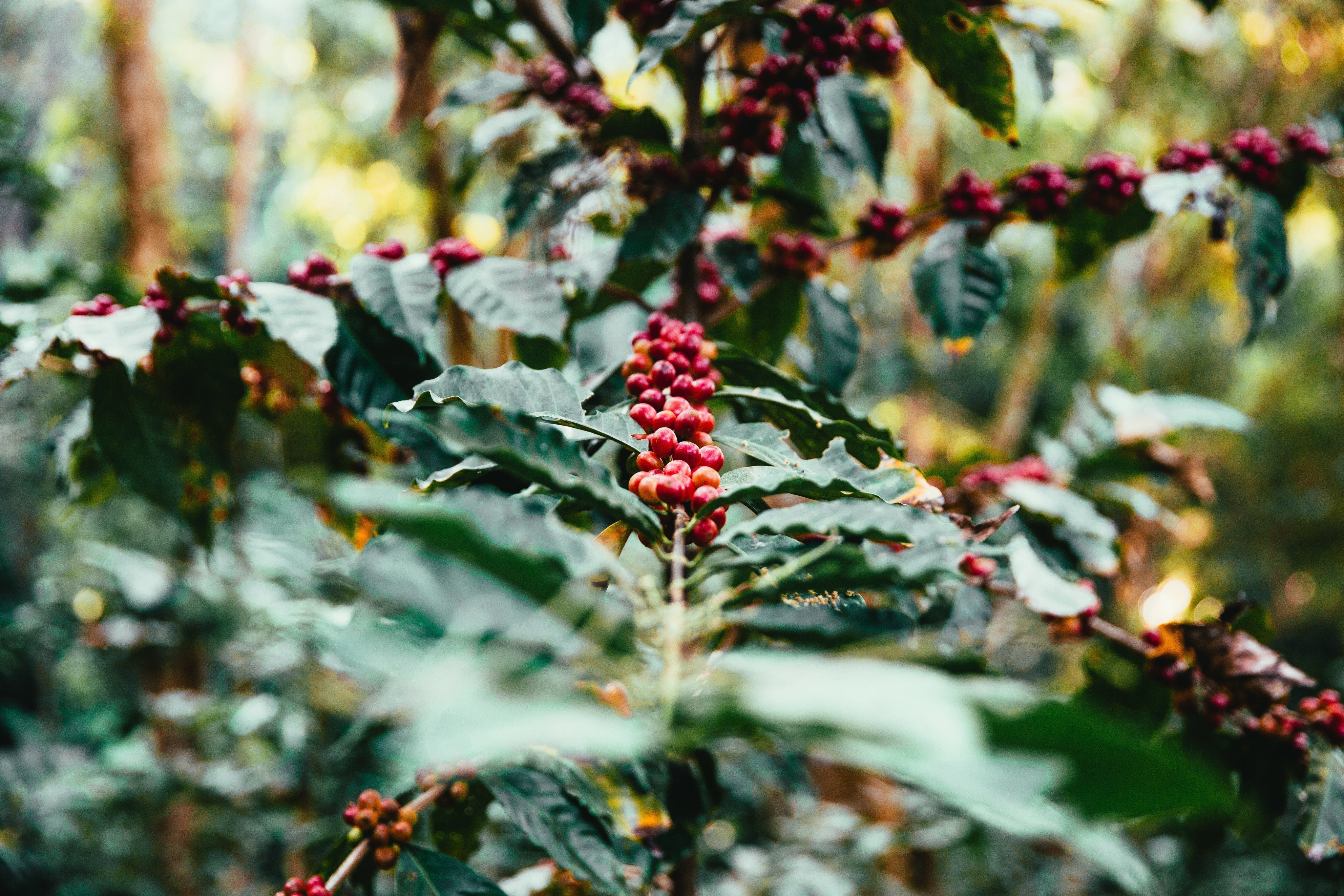 AHWIYAK - NICARAGUA